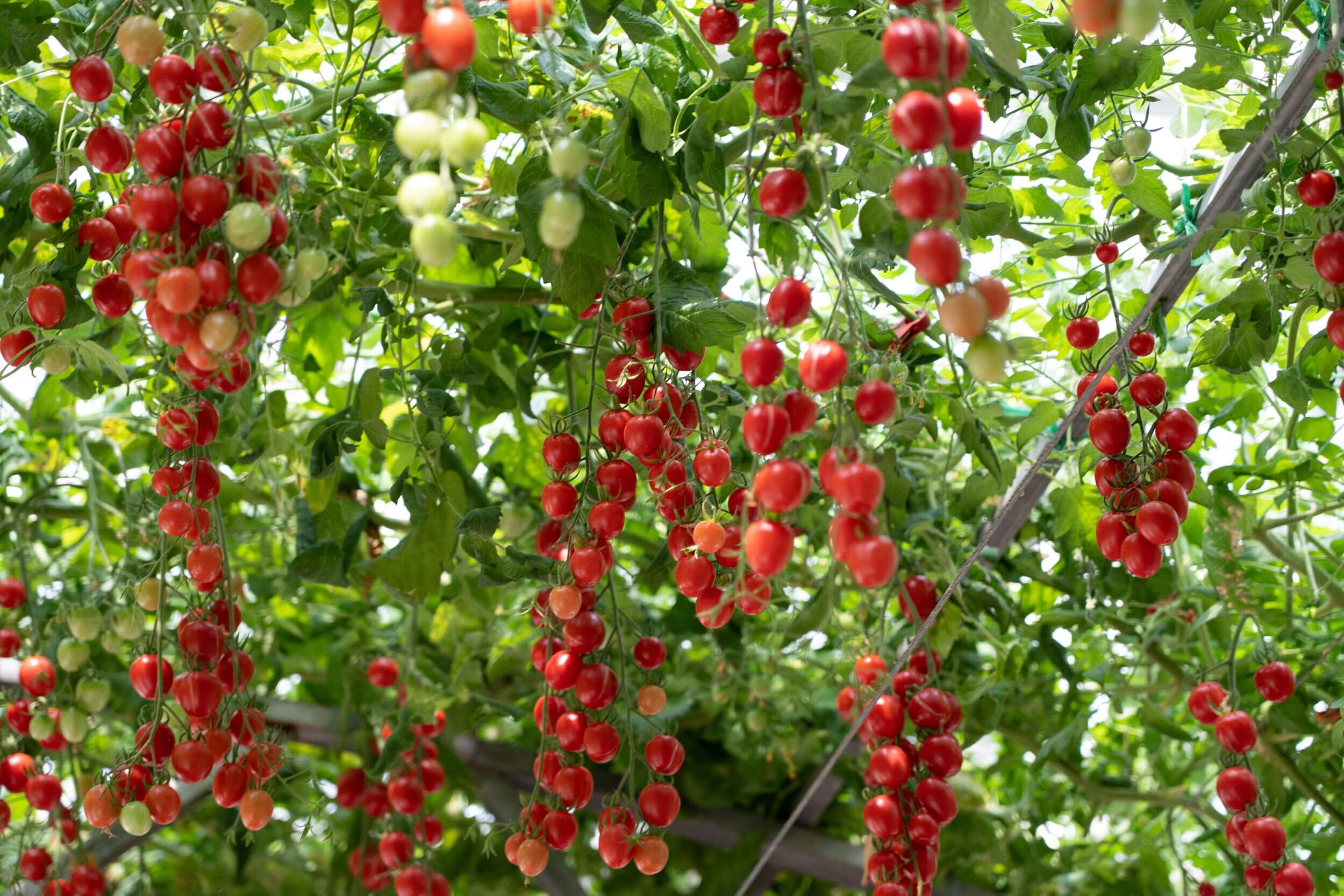 Tomatengewächshaus rote reife Kirschtomaten in einem Gewaechshaus rote reife Kirschtomaten in einem Gewaechshaus